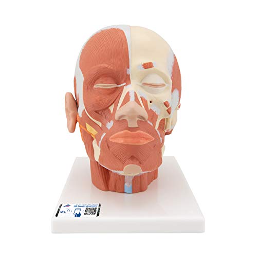 3B Scientific Menschliche Anatomie - Kopfmuskulatur + kostenlose Anatomie App - 3B Smart Anatomy von 3B Scientific