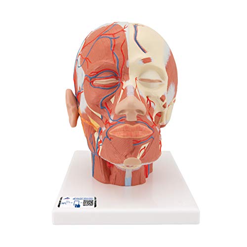 3B Scientific Menschliche Anatomie - Kopfmuskulatur mit Blutgefäßen + kostenlose Anatomie App - 3B Smart Anatomy von 3B Scientific