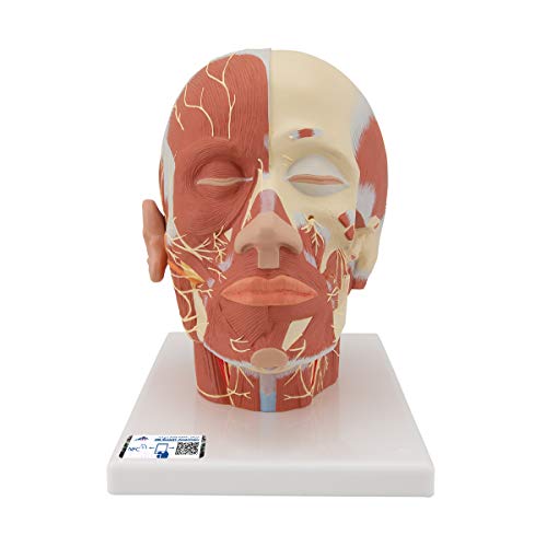 3B Scientific Menschliche Anatomie - Kopfmuskulatur mit Nerven + kostenlose Anatomie App - 3B Smart Anatomy von 3B Scientific