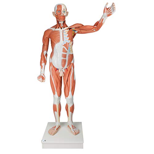3B Scientific Menschliche Anatomie - Lebensgroße männliche Muskelfigur, 37-teilig von 3B Scientific