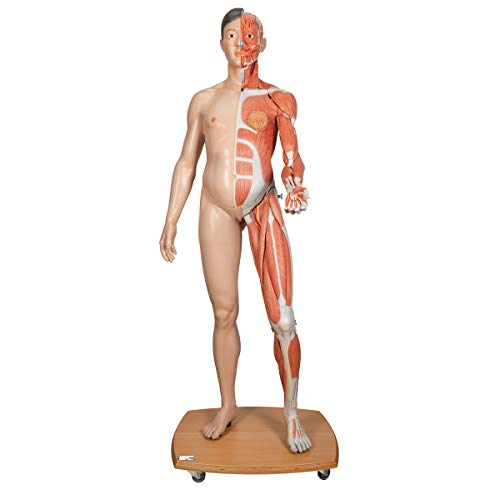 3B Scientific Menschliche Anatomie - Lebensgroße zweigeschlechtige 3B Scientific® Muskelfigur, asiatisch, 39-teilig + kostenlose Anatomie App - 3B Smart Anatomy von 3B Scientific
