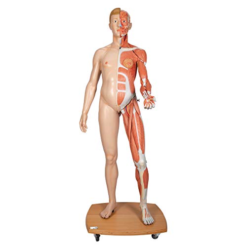 3B Scientific Menschliche Anatomie - Lebensgroße zweigeschlechtige Muskelfigur, helle Hautfarbe, 39-teilig + kostenlose Anatomie App - 3B Smart Anatomy von 3B Scientific