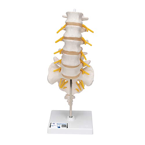 3B Scientific Menschliche Anatomie - Lendenwirbelsäulenmodell + kostenlose Anatomie App - 3B Smart Anatomy 3B Scientific Menschliche Anatomie - Lendenwirbelsäulenmodell + kostenlose Anatomie App - 3B Smart Anatomy von 3B Scientific