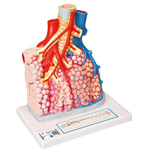 3B Scientific Menschliche Anatomie - Lungenläppchen mit umgebenden Blutgefäßen + kostenlose Anatomie App - 3B Smart Anatomy von 3B Scientific