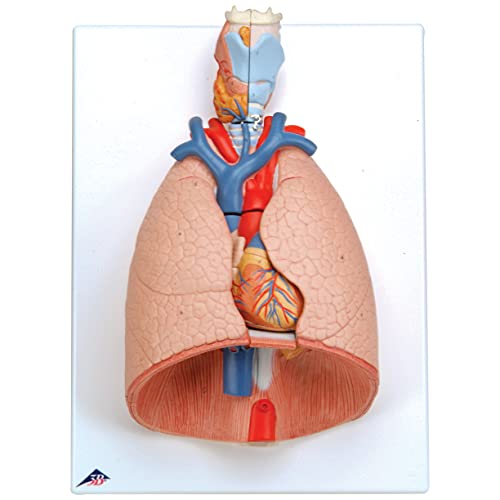 3B Scientific Menschliche Anatomie - Lungenmodell mit Kehlkopf, 7-teilig + kostenlose Anatomie App - 3B Smart Anatomy von 3B Scientific