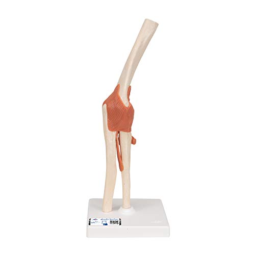 3B Scientific Menschliche Anatomie - Luxus Ellenbogengelenk-Funktionsmodell + kostenlose Anatomie App - 3B Smart Anatomy 3B Scientific Menschliche Anatomie - Luxus Ellenbogengelenk-Funktionsmodell + kostenlose Anatomie App - 3B Smart Anatomy von 3B Scientific