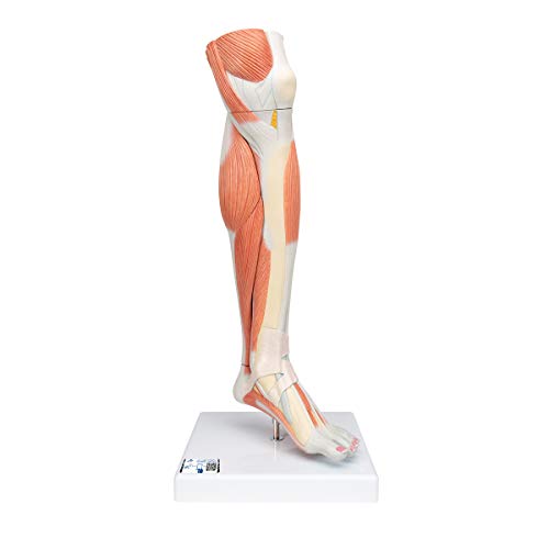 3B Scientific Menschliche Anatomie - Luxus-Muskelunterbein, 3-teilig + kostenlose Anatomie App - 3B Smart Anatomy 3B Scientific Menschliche Anatomie - Luxus-Muskelunterbein, 3-teilig + kostenlose Anatomie App - 3B Smart Anatomy von 3B Scientific