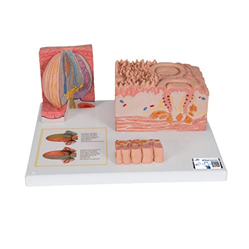3B Scientific Menschliche Anatomie - MICROanatomie™ Zunge + kostenlose Anatomie App - 3B Smart Anatomy von 3B Scientific