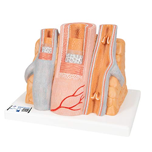 3B Scientific Menschliche Anatomie - MICROanatomy Arterie und Vene - 14-fache Vergrößerung + kostenlose Anatomie App - 3B Smart Anatomy, G42 von 3B Scientific