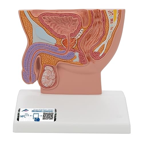3B Scientific Menschliche Anatomie - Männlicher Beckenschnitt, 1/2 Größe + kostenlose Anatomie App - 3B Smart Anatomy 3B Scientific Menschliche Anatomie - Männlicher Beckenschnitt, 1/2 Größe + kostenlose Anatomie App - 3B Smart Anatomy von 3B Scientific