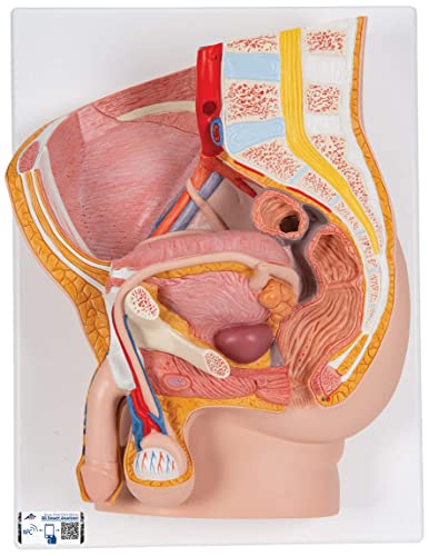 3B Scientific Menschliche Anatomie - Männliches Becken, 2-teilig + kostenlose Anatomie App - 3B Smart Anatomy, H11 von 3B Scientific