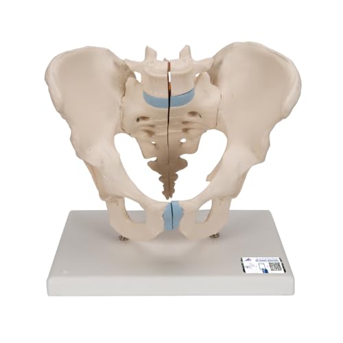 3B Scientific Menschliche Anatomie - Männliches Becken Modell, 3-teilig + kostenlose Anatomie App - 3B Smart Anatomy von 3B Scientific