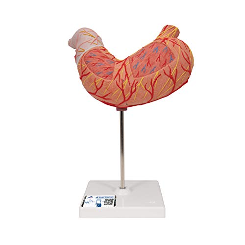 3B Scientific Menschliche Anatomie - Magen, 2-teilig + kostenlose Anatomie App - 3B Smart Anatomy von 3B Scientific