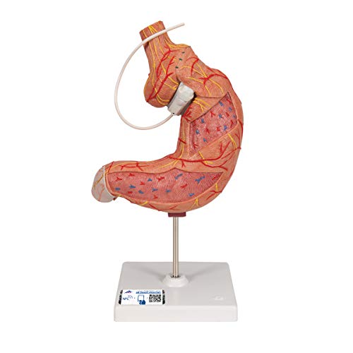 3B Scientific Menschliche Anatomie - Magenbandmodell + kostenlose Anatomie App - 3B Smart Anatomy 3B Scientific Menschliche Anatomie - Magenbandmodell + kostenlose Anatomie App - 3B Smart Anatomy von 3B Scientific