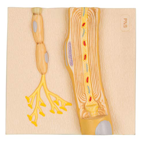 3B Scientific Menschliche Anatomie - Markscheiden des peripheren Nervensystems von 3B Scientific