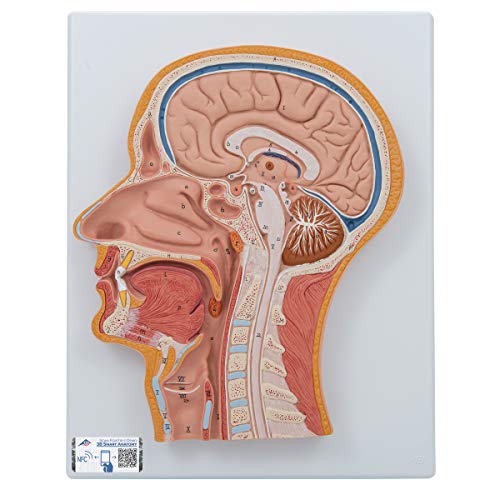 3B Scientific Menschliche Anatomie - Medianschnitt des Kopfes + kostenlose Anatomie App - 3B Smart Anatomy von 3B Scientific