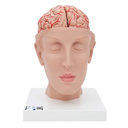 3B Scientific Menschliche Anatomie - Menschliches Gehirnmodell mit Arterien auf Kopfbasis, 8-teilig + kostenlose Anatomie App - 3B Smart Anatomy von 3B Scientific