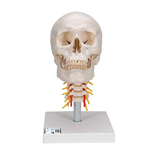 3B Scientific Menschliche Anatomie - Menschliches Schädel Modell "Klassik" auf Halswirbelsäule, 4-teilig + kostenlose Anatomie App - 3B Smart Anatomy von 3B Scientific
