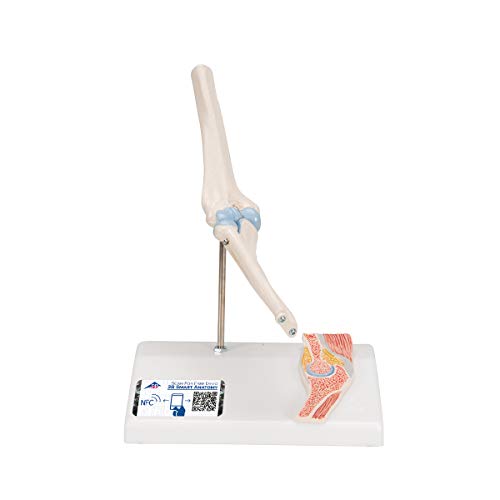 3B Scientific Menschliche Anatomie - Mini-Ellenbogengelenk mit Querschnitt + kostenlose Anatomie App - 3B Smart Anatomy von 3B Scientific