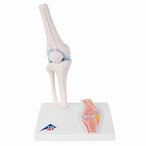 3B Scientific Menschliche Anatomie - Mini-Kniegelenkmodell mit Querschnitt + kostenlose Anatomie App - 3B Smart Anatomy, A85/1 von 3B Scientific