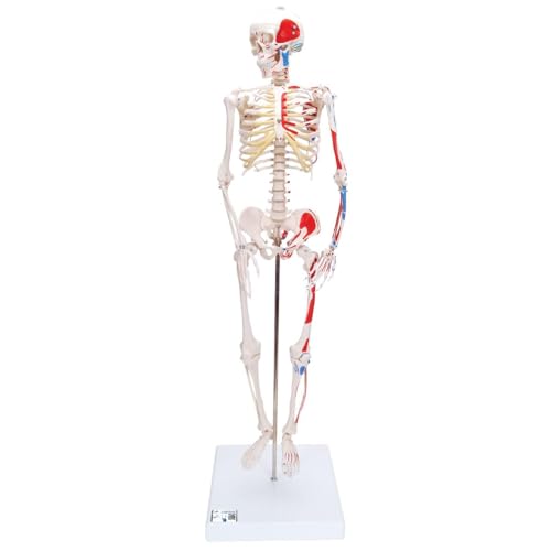 3B Scientific Menschliche Anatomie - Mini-Skelettmodell mit Muskelbemalung + kostenlose Anatomie App - 3B Smart Anatomy, A18/5 von 3B Scientific