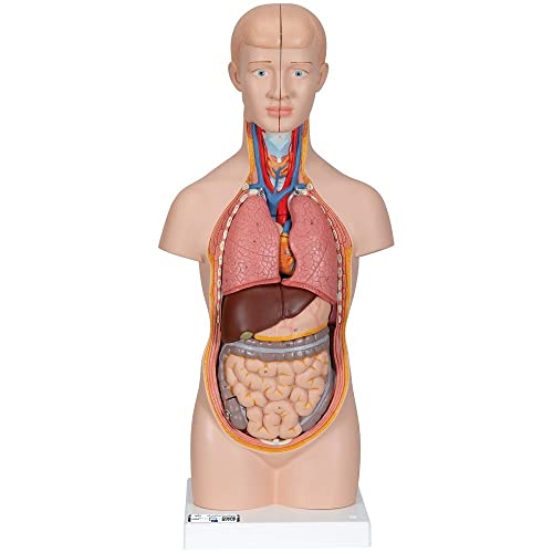 3B Scientific Menschliche Anatomie - Mini-Torso, 12-teilig + kostenlose Anatomie App - 3B Smart Anatomy, B22 von 3B Scientific