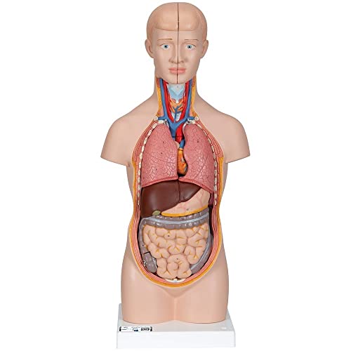3B Scientific Menschliche Anatomie - Mini-Torso, 12-teilig + kostenlose Anatomie App - 3B Smart Anatomy, B22 3B Scientific Menschliche Anatomie - Mini-Torso, 12-teilig + kostenlose Anatomie App - 3B Smart Anatomy, B22 von 3B Scientific
