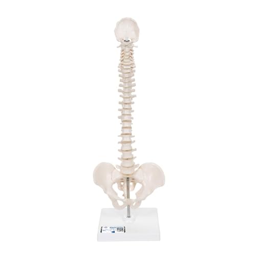 3B Scientific Menschliche Anatomie - Mini-Wirbelsäulenmodell auf Stativ, elastisch + kostenlose Anatomie App - 3B Smart Anatomy, A18/21 3B Scientific Menschliche Anatomie - Mini-Wirbelsäulenmodell auf Stativ, elastisch + kostenlose Anatomie App - 3B Smart Anatomy, A18/21 von 3B Scientific