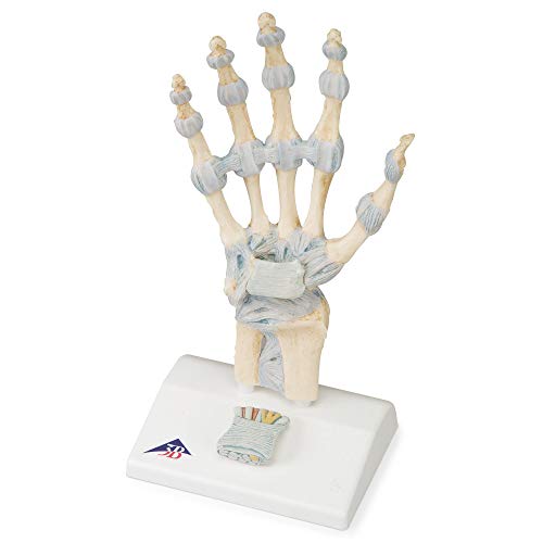 3B Scientific Menschliche Anatomie - Modell des Handskeletts mit Bändern und Karpaltunnel + kostenlose Anatomie App - 3B Smart Anatomy, M33 von 3B Scientific