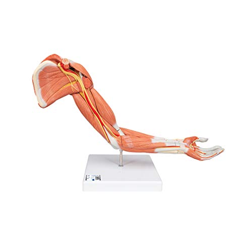 3B Scientific Menschliche Anatomie - Muskelarm, 6-teilig + kostenlose Anatomie App - 3B Smart Anatomy 3B Scientific Menschliche Anatomie - Muskelarm, 6-teilig + kostenlose Anatomie App - 3B Smart Anatomy von 3B Scientific