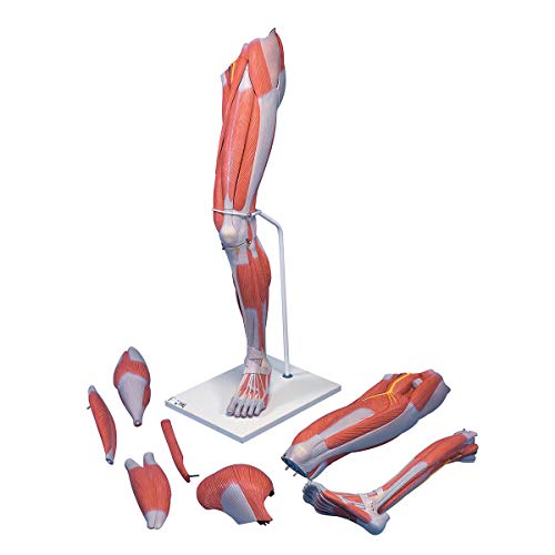 3B Scientific Menschliche Anatomie - Muskelbein, 7-teilig + kostenlose Anatomie App - 3B Smart Anatomy 3B Scientific Menschliche Anatomie - Muskelbein, 7-teilig + kostenlose Anatomie App - 3B Smart Anatomy von 3B Scientific