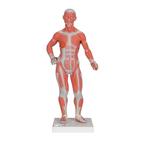 3B Scientific Menschliche Anatomie - Muskelfigur, 1/3 Größe, 2-teilig + kostenlose Anatomie App - 3B Smart Anatomy von 3B Scientific