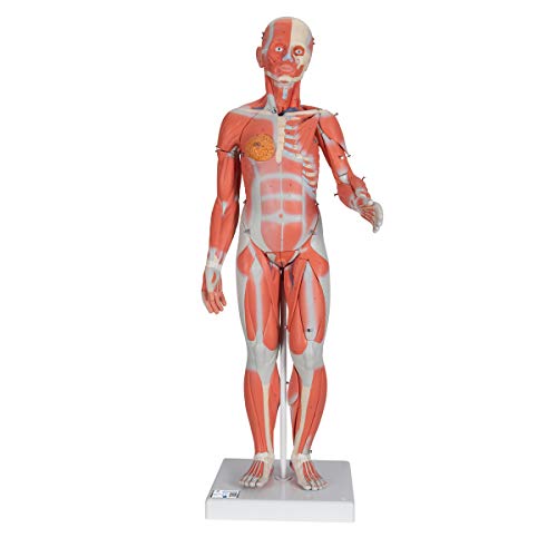 3B Scientific Menschliche Anatomie - Muskelfigur, weiblich, 21-teilig + kostenloser Anatomiesoftware - 3B Smart Anatomy von 3B Scientific