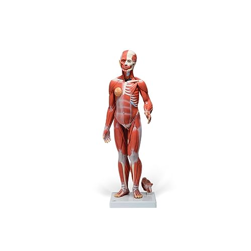 3B Scientific Menschliche Anatomie - Muskelfigur, zweigeschlechtig mit inneren Organen, 33-teilig + kostenlose Anatomie App - 3B Smart Anatomy von 3B Scientific