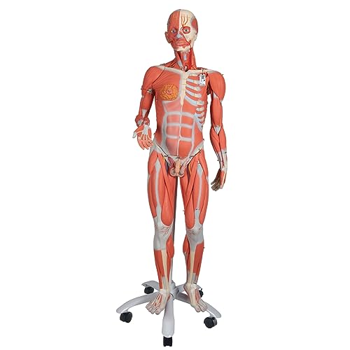 3B Scientific Menschliche Anatomie - Muskelfigur auf Metallstativ mit 5 Rollen, zweigeschlechtig, 45-teilig + kostenlose Anatomie App - 3B Smart Anatomy von 3B Scientific