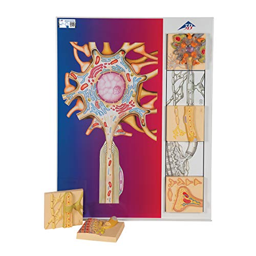 3B Scientific Menschliche Anatomie - Nervenphysiologie-Serie, 5 magnetische Modelle auf illustrierter Metalltafel + kostenlose Anatomie App - 3B Smart Anatomy 3B Scientific Menschliche Anatomie - Nervenphysiologie-Serie, 5 magnetische Modelle auf illustrierter Metalltafel + kostenlose Anatomie App - 3B Smart Anatomy von 3B Scientific