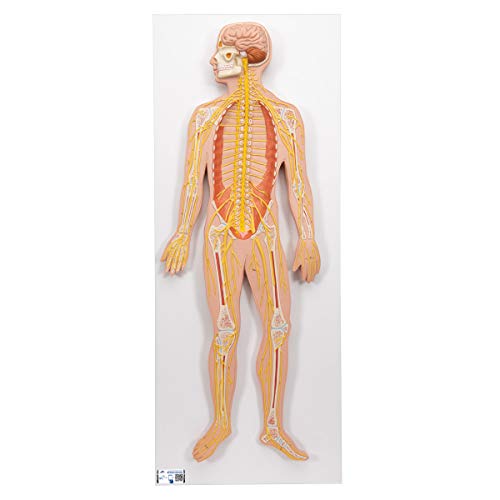 3B Scientific Menschliche Anatomie - Nervensystem, 1/2 natürliche Größe + kostenlose Anatomie App - 3B Smart Anatomy von 3B Scientific