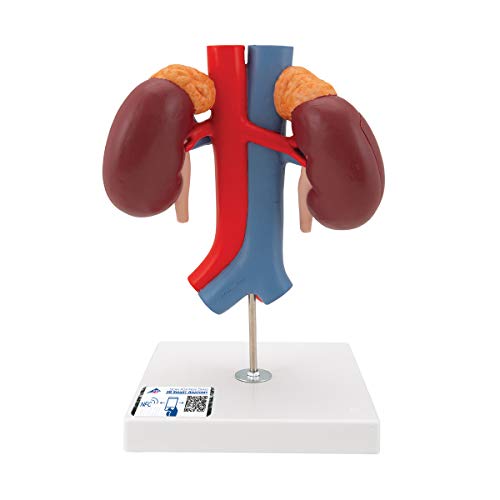 3B Scientific Menschliche Anatomie - Nieren mit Gefäßen, 2-teilig + kostenlose Anatomie App - 3B Smart Anatomy von 3B Scientific