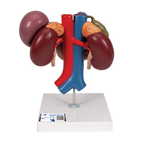 3B Scientific Menschliche Anatomie - Nieren mit hinteren Oberbauchorganen, 3-teilig + kostenlose Anatomie App - 3B Smart Anatomy 3B Scientific Menschliche Anatomie - Nieren mit hinteren Oberbauchorganen, 3-teilig + kostenlose Anatomie App - 3B Smart Anatomy von 3B Scientific