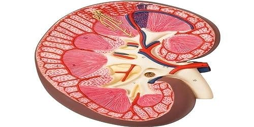 3B Scientific Menschliche Anatomie - Nierenschnitt, 3-fache Größe + kostenlose Anatomie App - 3B Smart Anatomy von 3B Scientific