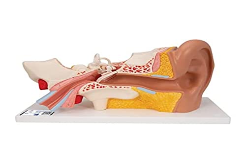 3B Scientific Menschliche Anatomie - Ohr, 3-fache Größe, 4-teilig + kostenlose Anatomie App - 3B Smart Anatomy von 3B Scientific
