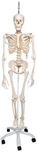 3B Scientific Menschliche Anatomie - Physiologisches Skelettmodell Phil an Hängestativ + kostenlose Anatomie App - 3B Smart Anatomy, A15/3 von 3B Scientific