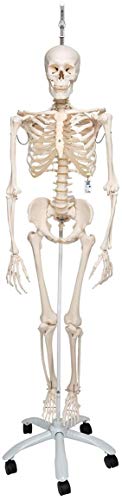 3B Scientific Menschliche Anatomie - Physiologisches Skelettmodell Phil an Hängestativ + kostenlose Anatomie App - 3B Smart Anatomy, A15/3 3B Scientific Menschliche Anatomie - Physiologisches Skelettmodell Phil an Hängestativ + kostenlose Anatomie App - 3B Smart Anatomy, A15/3 von 3B Scientific