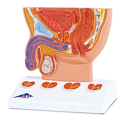 3B Scientific Menschliche Anatomie - Prostata-Modell, halbe Größe + kostenlose Anatomie App - 3B Smart Anatomy von 3B Scientific