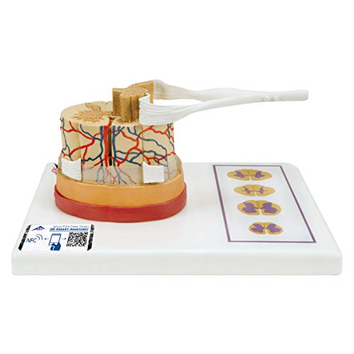 3B Scientific Menschliche Anatomie - Rückenmark mit Nervenenden + kostenlose Anatomie App - 3B Smart Anatomy 3B Scientific Menschliche Anatomie - Rückenmark mit Nervenenden + kostenlose Anatomie App - 3B Smart Anatomy von 3B Scientific