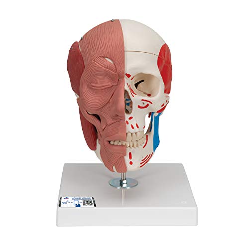 3B Scientific Menschliche Anatomie - Schädel Modell mit Gesichtsmuskulatur + kostenlose Anatomie App - 3B Smart Anatomy, A300 von 3B Scientific