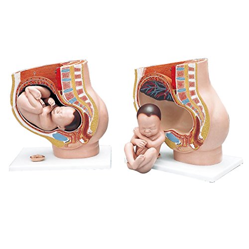 3B Scientific Menschliche Anatomie - Schwangerschaftsbecken, 3-teilig + kostenlose Anatomie App - 3B Smart Anatomy von 3B Scientific