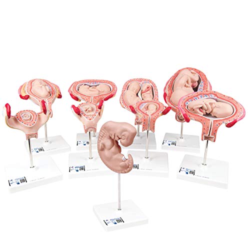 3B Scientific Menschliche Anatomie - Schwangerschaftsmodell Serie, 9 Modelle + kostenlose Anatomie App - 3B Smart Anatomy von 3B Scientific