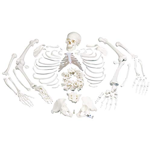 3B Scientific Menschliche Anatomie - Skelett, unmontiert, komplett mit 3-teiligem Schädel + kostenlose Anatomie App - 3B Smart Anatomy von 3B Scientific