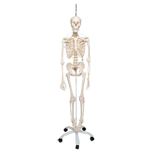 3B Scientific Menschliche Anatomie Skelett Feldi -Das funktionelle Skelett an Metallhängestativ -Lebensgroß, inkl. kostenlose Anatomie App -A15/3S als Lernmodell oder Lehrmittel -3B Smart Anatomy von 3B Scientific